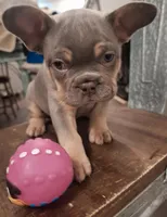 Lilac  and tan, a male French Bulldog for sale in New Orleans, LA – Photo 5 of 5