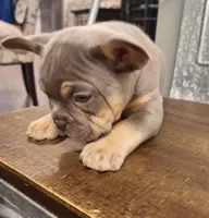 Lilac  and tan, a male French Bulldog for sale in New Orleans, LA – Photo 3 of 5