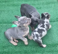 Big brother, a male French Bulldog for sale in New Orleans, LA – Photo 3 of 7