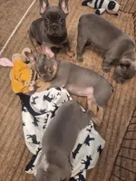 Big brother, a male French Bulldog for sale in New Orleans, LA – Photo 6 of 7