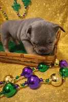 Big brother, a male French Bulldog for sale in New Orleans, LA – Photo 5 of 7