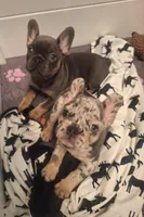 Merle boy, a male French Bulldog for sale in New Orleans, LA – Photo 5 of 8