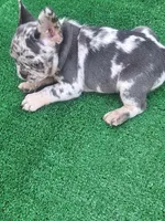Merle boy, a male French Bulldog for sale in New Orleans, LA – Photo 8 of 8