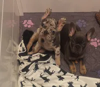 Merle boy, a male French Bulldog for sale in New Orleans, LA – Photo 1 of 8