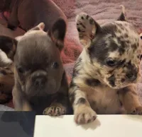 Merle boy, a male French Bulldog for sale in New Orleans, LA – Photo 2 of 8