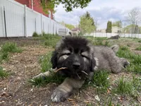 Panda , a female Caucasian Ovcharka for sale in Fargo, ND – 5 of 9