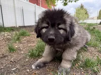 Panda , a female Caucasian Ovcharka for sale in Fargo, ND – 6 of 9