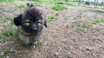 Panda , a female Caucasian Ovcharka for sale in Fargo, ND – 7 of 9