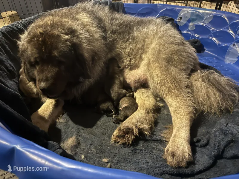 Gogo – Caucasian Ovcharka puppy for sale in Fargo, ND