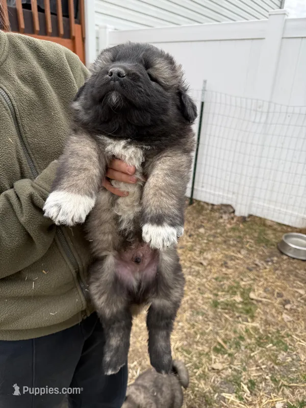 Gogo, a male Caucasian Ovcharka for sale in Fargo, ND – Photo 1 of 2