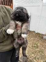 Gogo, a male Caucasian Ovcharka for sale in Fargo, ND – Photo 1 of 2