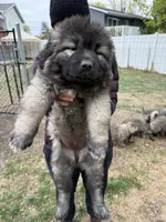 Panda , a female Caucasian Ovcharka for sale in Fargo, ND – 4 of 9