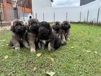 Gogo, a male Caucasian Ovcharka for sale in Fargo, ND – Photo 2 of 8