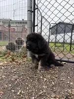 Gogo, a male Caucasian Ovcharka for sale in Fargo, ND – Photo 5 of 8