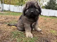 Gogo, a male Caucasian Ovcharka for sale in Fargo, ND – Photo 4 of 8