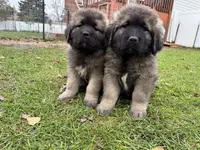 Gogo, a male Caucasian Ovcharka for sale in Fargo, ND – Photo 3 of 8