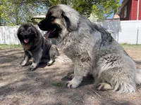 Gogo, a male Caucasian Ovcharka for sale in Fargo, ND – Photo 6 of 8