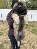 Bear, a male Caucasian Ovcharka for sale in Fargo, ND – 1 of 3