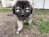 Panda , a female Caucasian Ovcharka for sale in Fargo, ND – 2 of 9