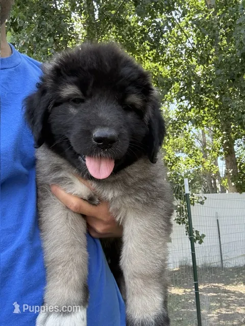 Mees – Caucasian Ovcharka puppy for sale in Fargo, ND