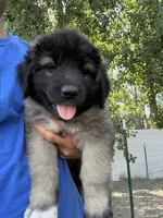Mees, a female Caucasian Ovcharka for sale in Fargo, ND – 1 of 2