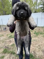 Tori, a female Caucasian Ovcharka for sale in Fargo, ND – 5 of 7