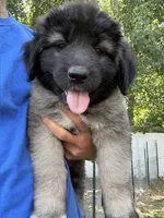 Mees, a female Caucasian Ovcharka for sale in Fargo, ND – 2 of 2