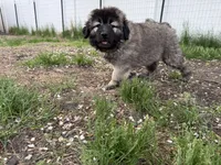 Panda , a female Caucasian Ovcharka for sale in Fargo, ND – 3 of 9