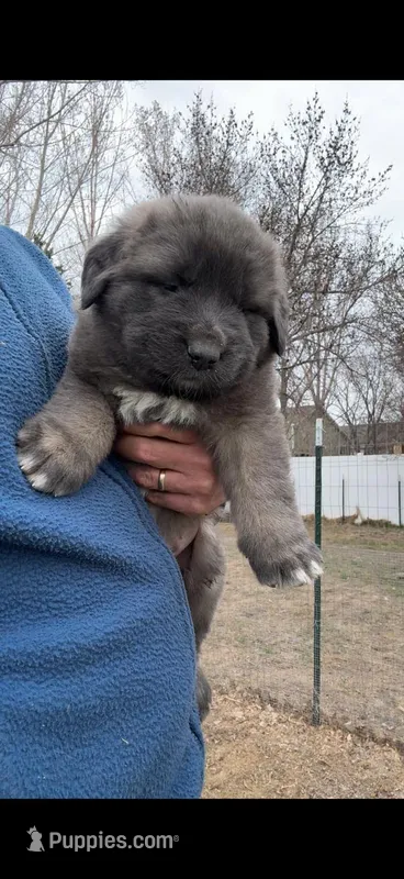 Blue – Caucasian Ovcharka puppy for sale in Fargo, ND