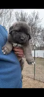Blue, a male Caucasian Ovcharka for sale in Fargo, ND – Photo 1 of 2