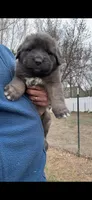 Blue, a male Caucasian Ovcharka for sale in Fargo, ND – Photo 2 of 2
