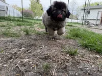 Panda , a female Caucasian Ovcharka for sale in Fargo, ND – 9 of 9