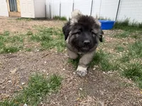 Nuna, a female Caucasian Ovcharka for sale in Fargo, ND – 2 of 3