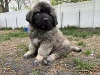 Bear, a male Caucasian Ovcharka for sale in Fargo, ND – 2 of 3