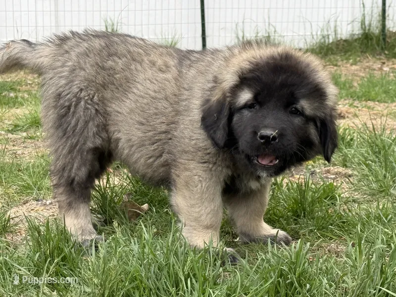 Tori – Caucasian Ovcharka puppy for sale in Fargo, ND