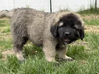 Tori, a female Caucasian Ovcharka for sale in Fargo, ND – 1 of 7