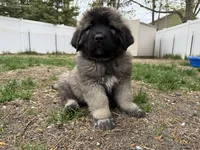 Bear, a male Caucasian Ovcharka for sale in Fargo, ND – 3 of 3