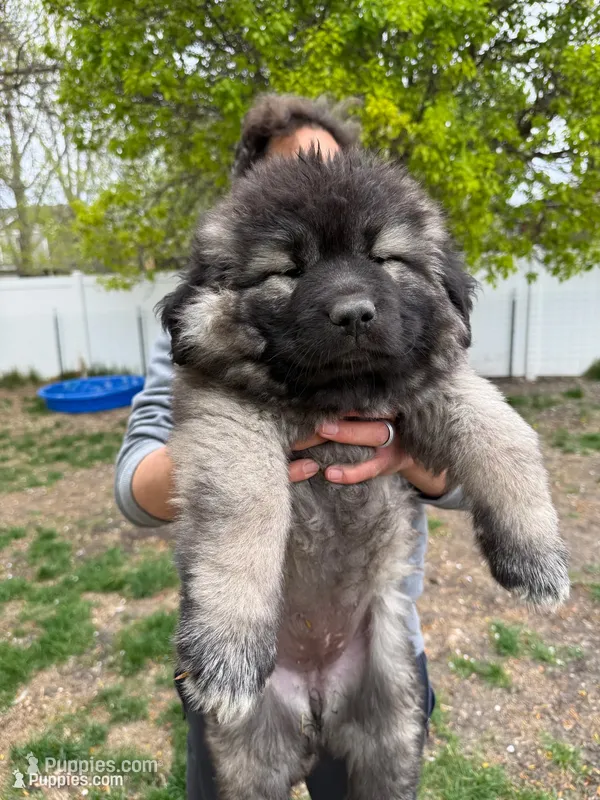 Panda  – Caucasian Ovcharka puppy for sale in Fargo, ND