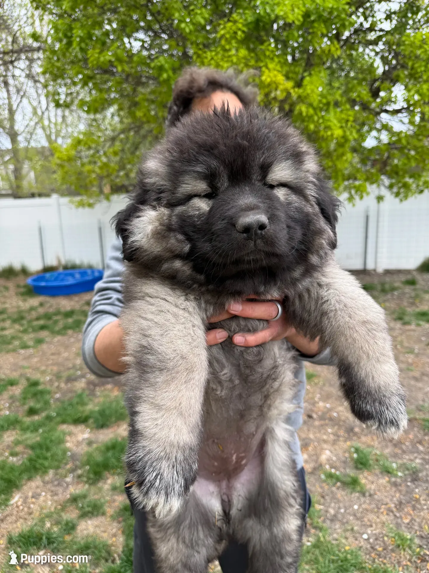 Panda , a female Caucasian Ovcharka for sale in Fargo, ND – 1 of 9