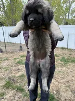 Tori, a female Caucasian Ovcharka for sale in Fargo, ND – 6 of 7