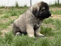 Tori, a female Caucasian Ovcharka for sale in Fargo, ND – 2 of 7