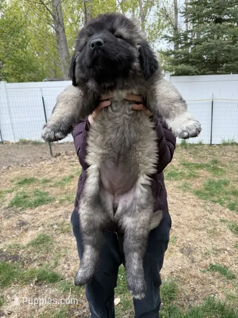 Nuna – Caucasian Ovcharka puppy for sale in Fargo, ND