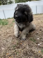 Tori, a female Caucasian Ovcharka for sale in Fargo, ND – 4 of 7