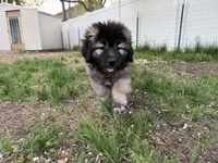 Panda , a female Caucasian Ovcharka for sale in Fargo, ND – 8 of 9