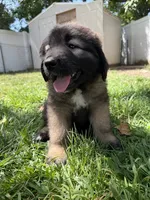 Bear, a male Caucasian Ovcharka for sale in Fargo, ND – 2 of 2