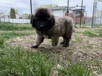 Nuna, a female Caucasian Ovcharka for sale in Fargo, ND – 3 of 3