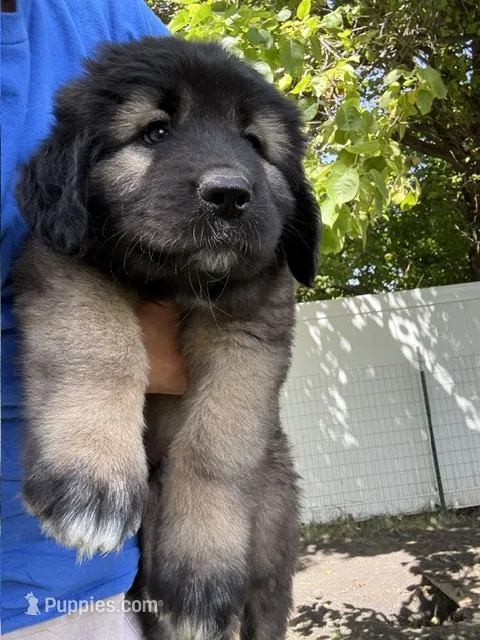 Bear – Caucasian Ovcharka puppy for sale in Fargo, ND