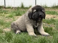 Tori, a female Caucasian Ovcharka for sale in Fargo, ND – 3 of 7