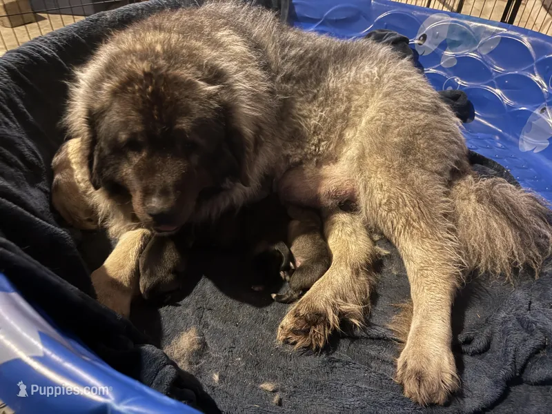 Nuna – Caucasian Ovcharka puppy for sale in Fargo, ND