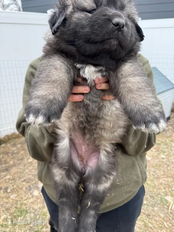 Nuna – Caucasian Ovcharka puppy for sale in Fargo, ND